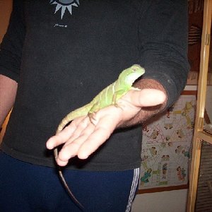 lagarto potri.JPG
