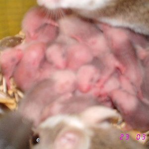 benin 2 22-03-06.JPG