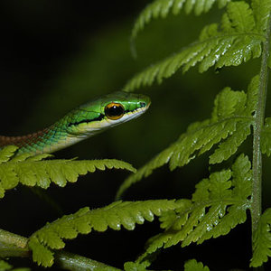 LEPTOPHIS2.jpg