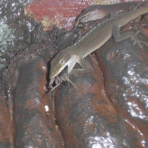 Anolis comparten grillo.JPG