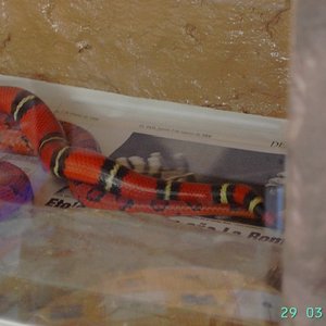 Sinaloae x guttatus.jpg