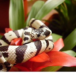 lgcalifornia bromelia 2.JPG