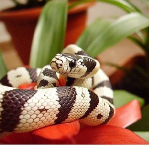 Lgcaliforniae bromelia.JPG