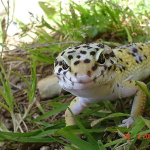 Mr. Hypo al sol (Small).jpg