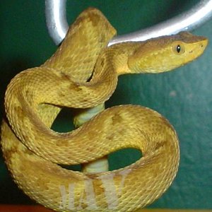 B.c. xantic. 03-05-05.JPG