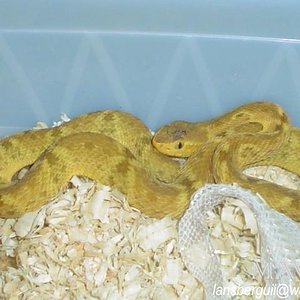 B.colombiensis. XANTICO. 28-04-05.JPG