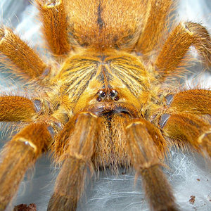 Pterinochilus murinus.jpg