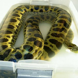 Green x Yellow Anaconda.jpg