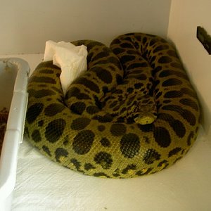 amarilla x verde 2.jpg