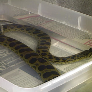 amarilla x vrede.jpg