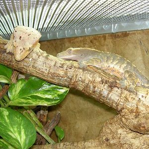 Pareja Arlequin y dalmata2.jpg