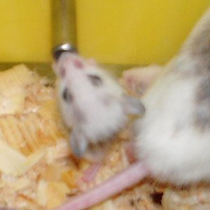 benin 3 bebiendo.JPG