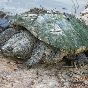 Picture 132 (Small) (Medium).jpg