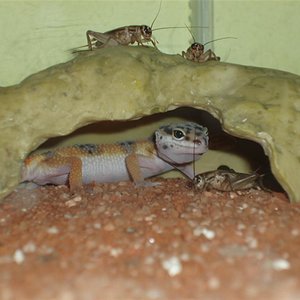 Picture 22 (Custom).jpg