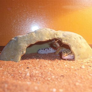 Picture 174 (Custom).jpg