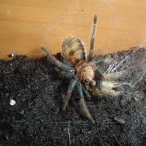 Chromatopelma Cyanopusbences.JPG