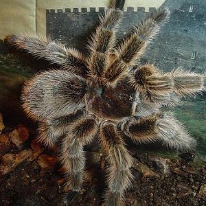 Grammostola Cala.JPG