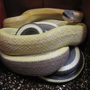 Hembra Ridleyi 006B.jpg