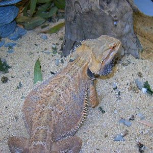 Pogonas hypo06 013.jpg