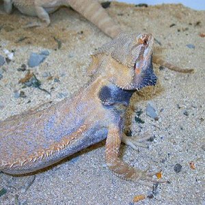 Pogonas hypo06 012.jpg