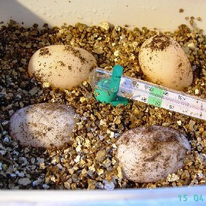 huevos de mi Rhinoclemmys pulcherrima manni 1.jpg