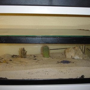 terrario bicolor.JPG