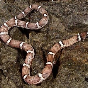 Sinaloae X Guttata (Sincorn).jpg