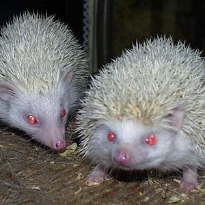 albinos.jpg
