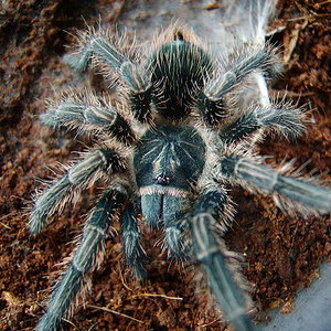 phormictopus antillensis.jpg