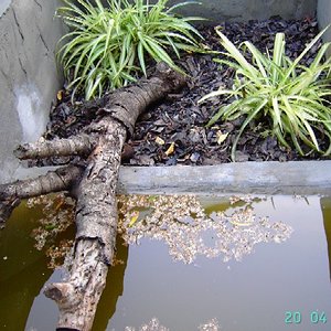 Recinto exterior Rhinoclemmys 1.jpg