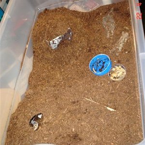 terrari tupper albino choc 001 (Small).jpg