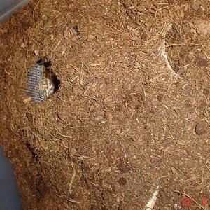 terrari tupper albino choc 002 (Small).jpg