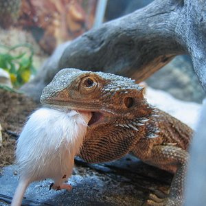 pogona comiendo.JPG