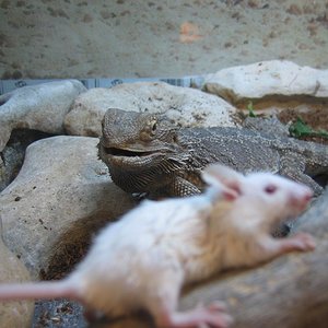 pogona mirando raton redu.JPG