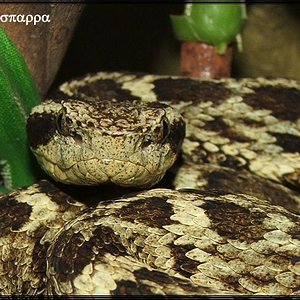Bothriopsis medusa, C. de la Costa, Venezuela, Juan Diasparra.JPG