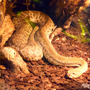Crotalus basiliscus.jpg