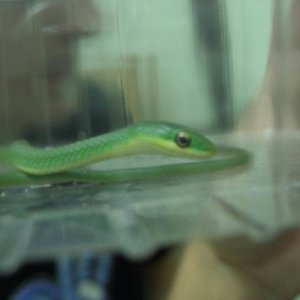 Qdada Sevilla 16-10-05 020.jpg