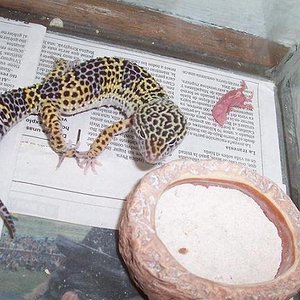 reptiles 002dddddddddddddd.JPG