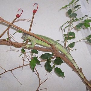 reptiles 009ggggggg.JPG