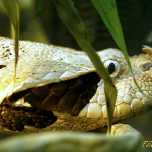 Bitis gabonica 01.jpg