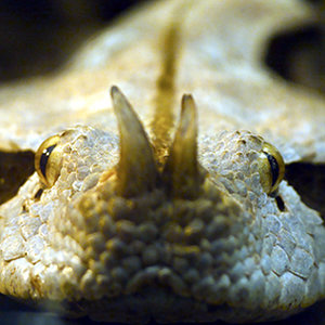 Bitis gabonica 02.jpg