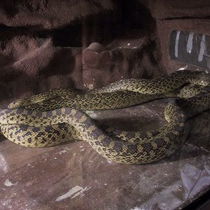 Saiyi Nominal Copula 07-05-06 8.jpg