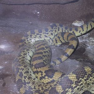 Saiyi Nominal Copula 07-05-06 14.jpg