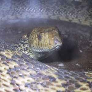 Saiyi Nominal Copula 07-05-06 18.jpg