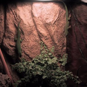 Phelsuma 04-05-06 1.jpg