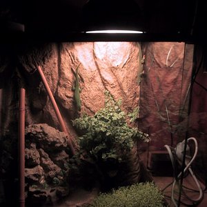 Phelsuma 04-05-06 3.jpg