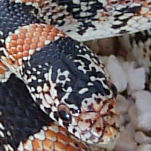 Rhinocheilus l.t kopfaufnahme .jpg