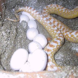 Puesta Applegate 08-05-06 2.jpg