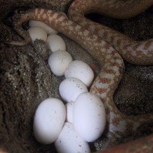 Puesta Applegate 08-05-06 4.jpg