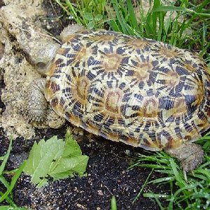 MALACOCHERSUS MACHO.JPG